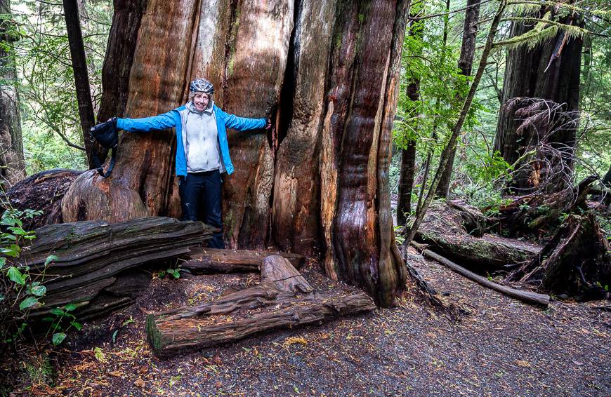 Awe-struck again by giant trees