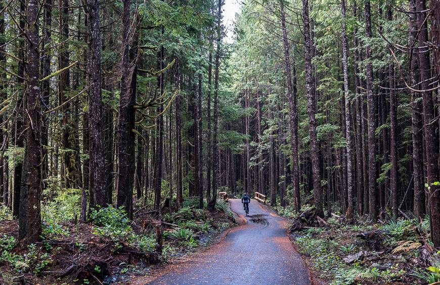 Skinny trees on either side of the trail