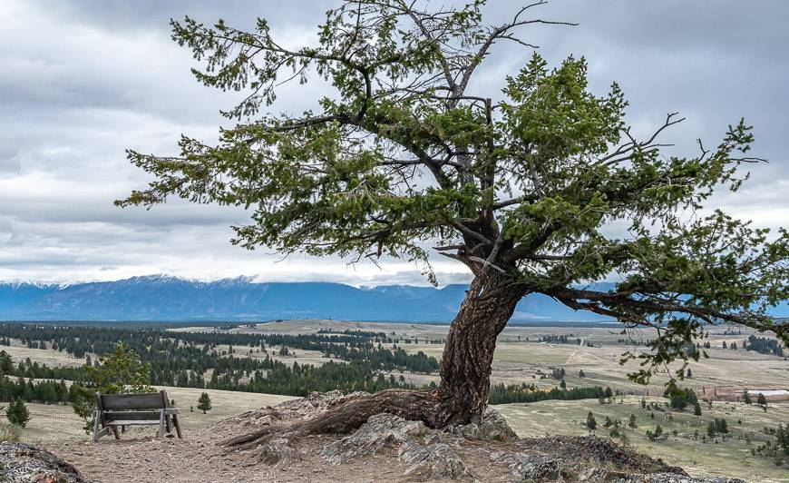 Gnarly old pines on top of the Wycliff Buttes