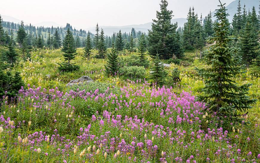 Into an area with beautiful wildflowers after leaving the Jonas Cutoff Campground