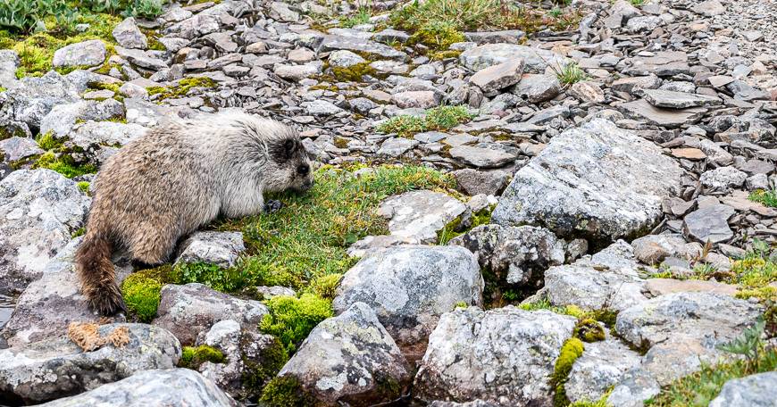 We saw numerous marmots around a creek just before we climbed the scree slope