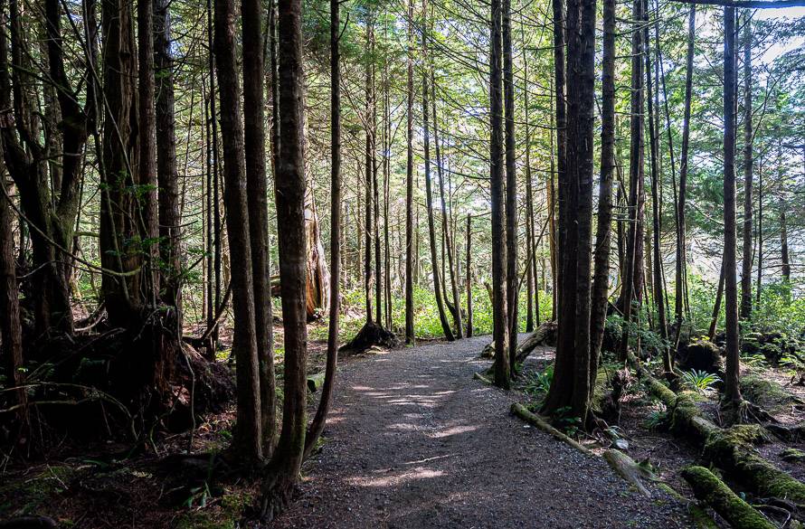 Easy walking through the forest on the Wild Pacific Trail Lighthouse Loop