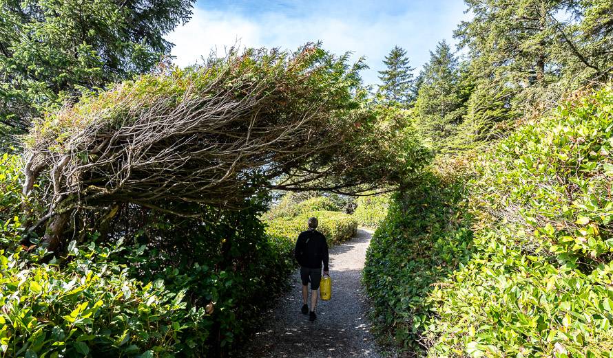 Through the trees on an easy walking trail