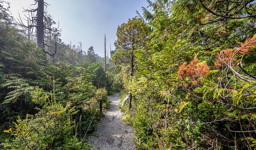 Don't miss the short interpretive walk on the Bog Loop