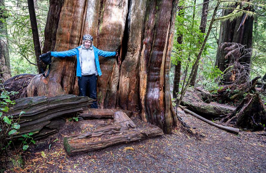 Enjoy some dandy big trees on the Ancient Cedars Trail - one of my favourite stops on the Nanaimo to Tofino drive