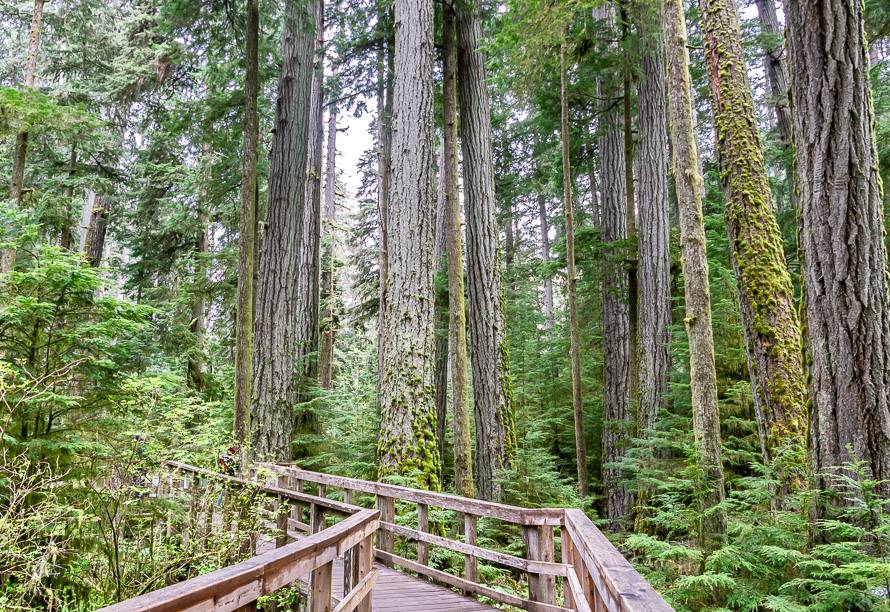 Awe-inspiring Douglas fir trees in Cathedral Grove seen on the Nanaimo to Tofino drive