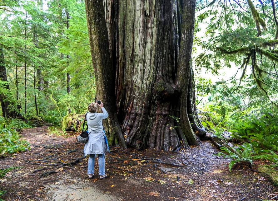 The Giant Cedar is another inspiring sight