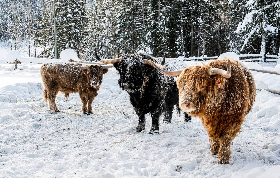 They have about 40 Scottish Highland cattle