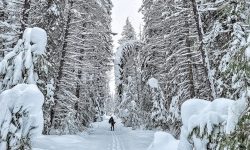 Cross-country Skiing In Yoho National Park