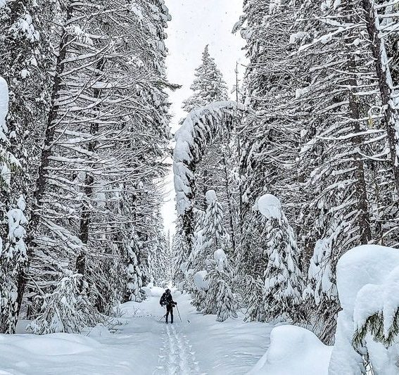 Cross-country skiing in Yoho National Park