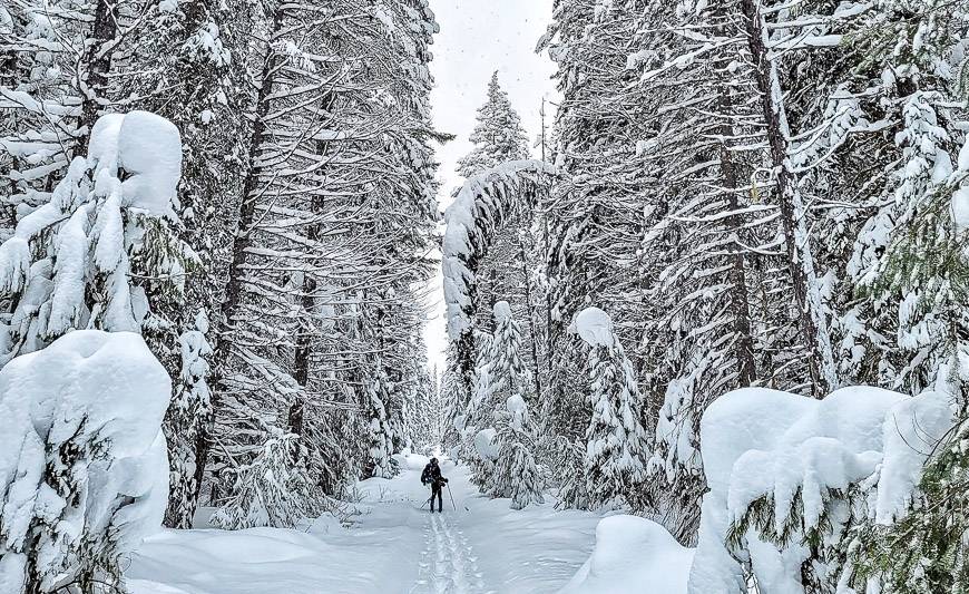 Phenomenal ski conditions on quiet trails in Yoho National Park 
