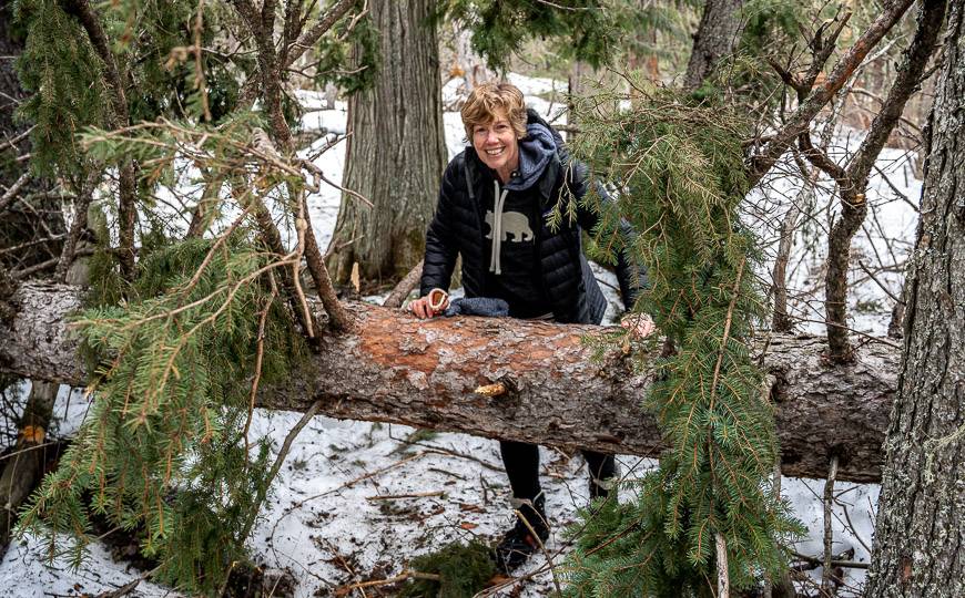 Expect to go over or under quite a few downed logs on the trail