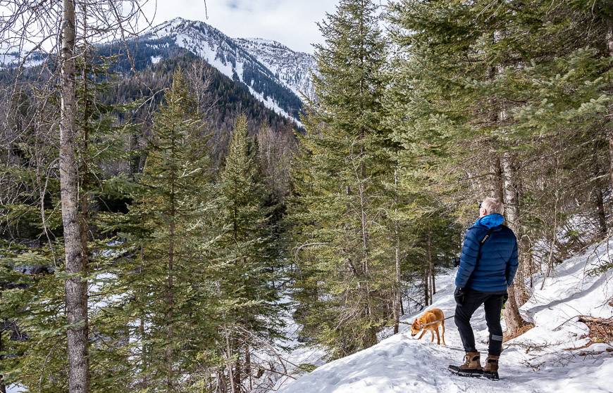 Pretty views as you head up Fairy Creek in Fernie