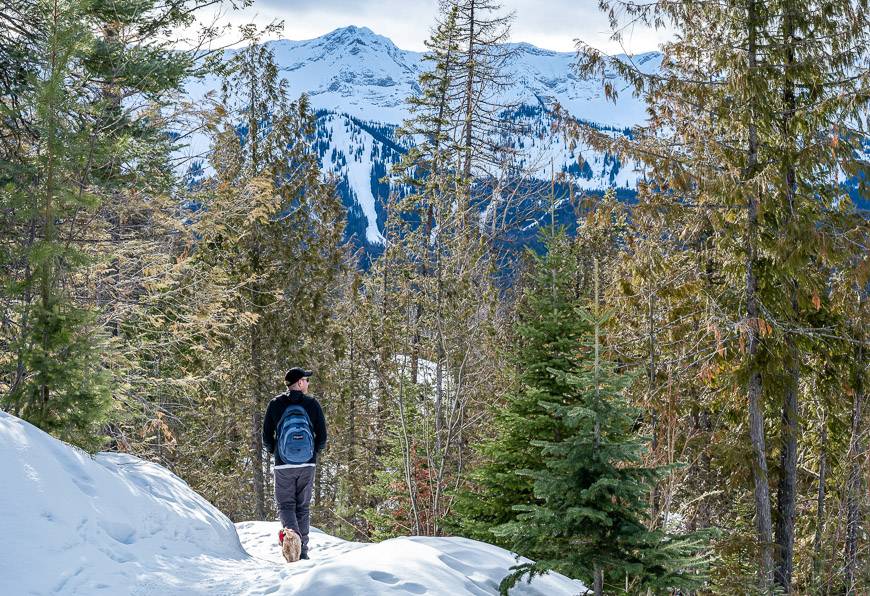 Pretty hiking through open woods with a mountain backdrop on the Montane trails