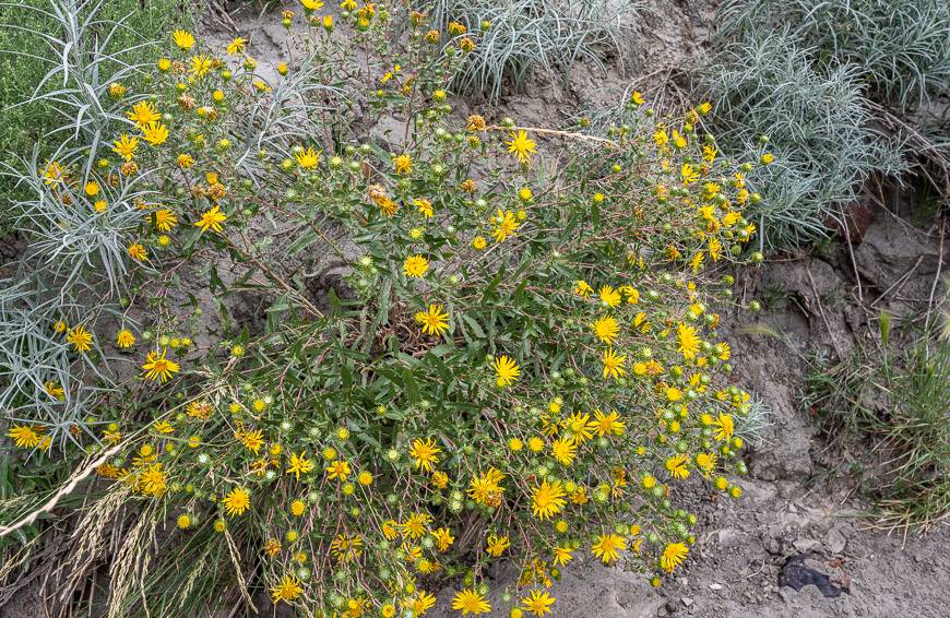 There are a few hardy plants that manage to thrive in Horseshoe Canyon
