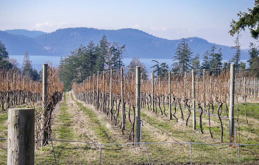 There are vineyards on Saturna Island