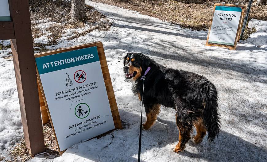 Dogs are allowed on the Sulphur Mountain hike but not the gondola