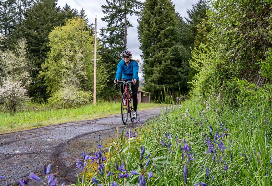 Wild Camus lilies make an appearance in May