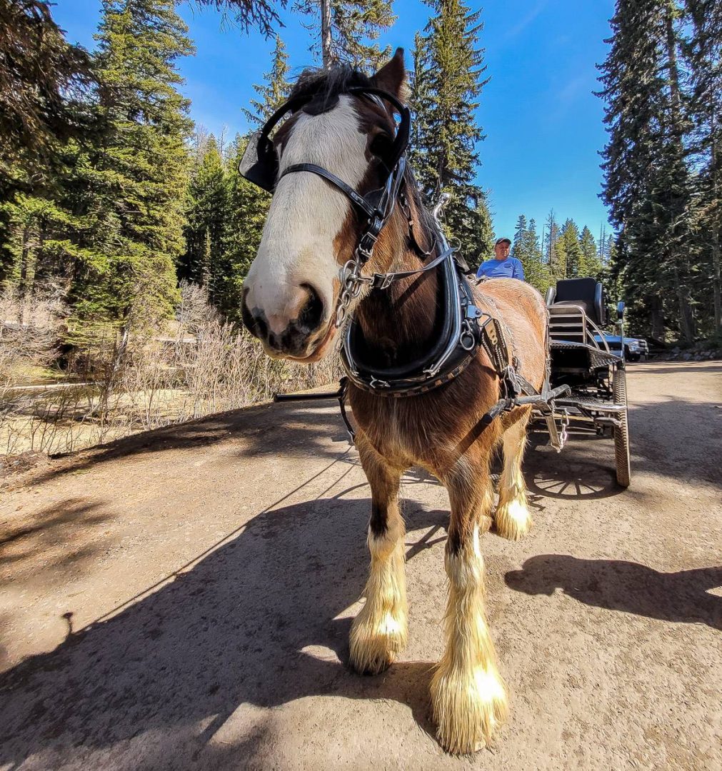 Enjoy a Clydesdale horse-driven tour of the property