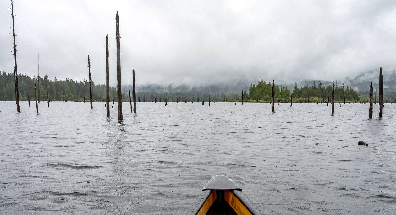 I hadn't appreciated Lois Lake was dammed until we started paddling past tree stumps