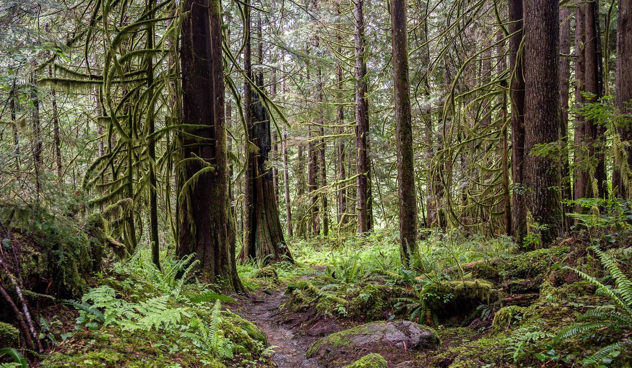 A beautiful section of trail on route to Goat Lake