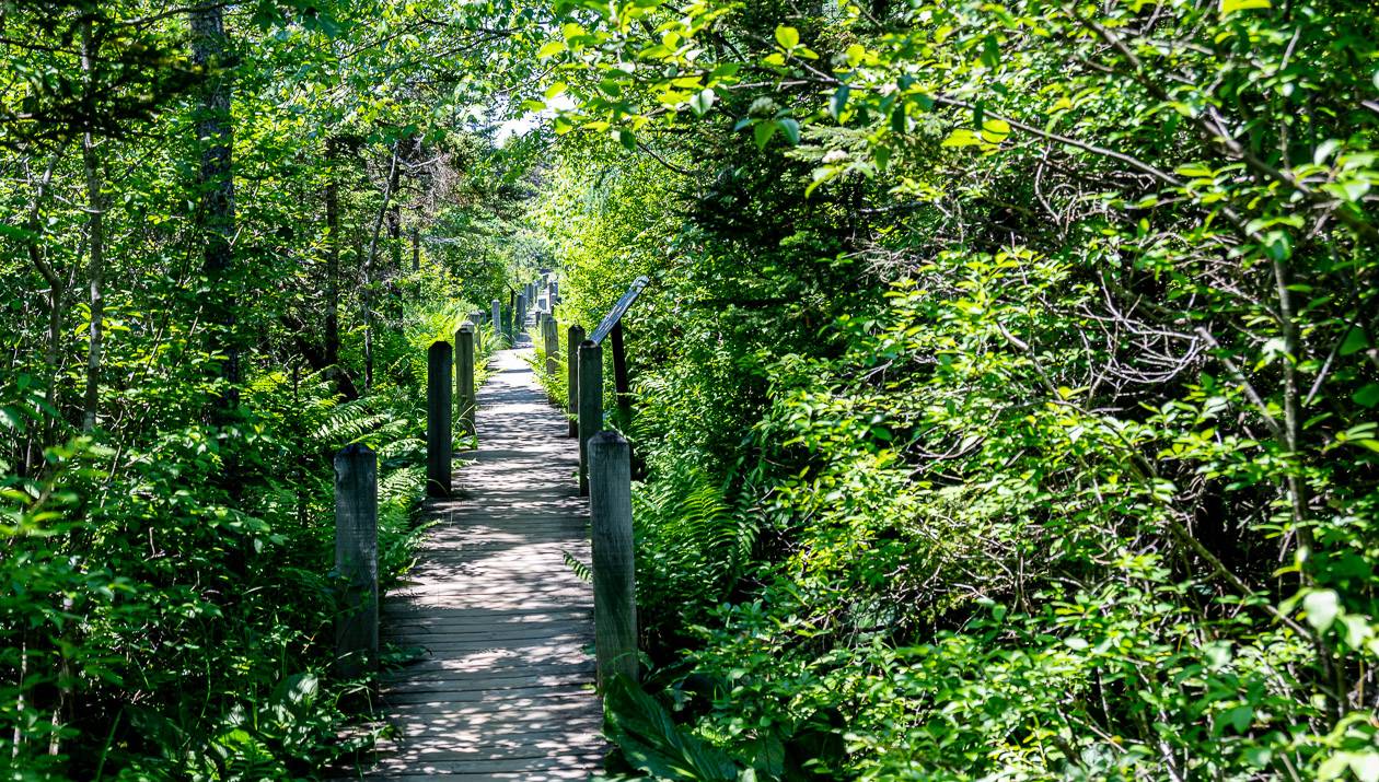 Very pleasant walking on boardwalks