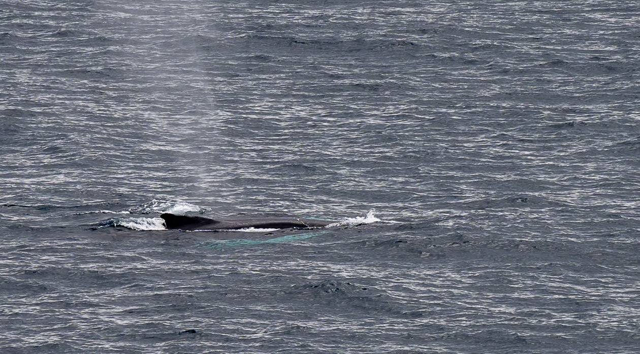 The humpback whales weren't far offshore
