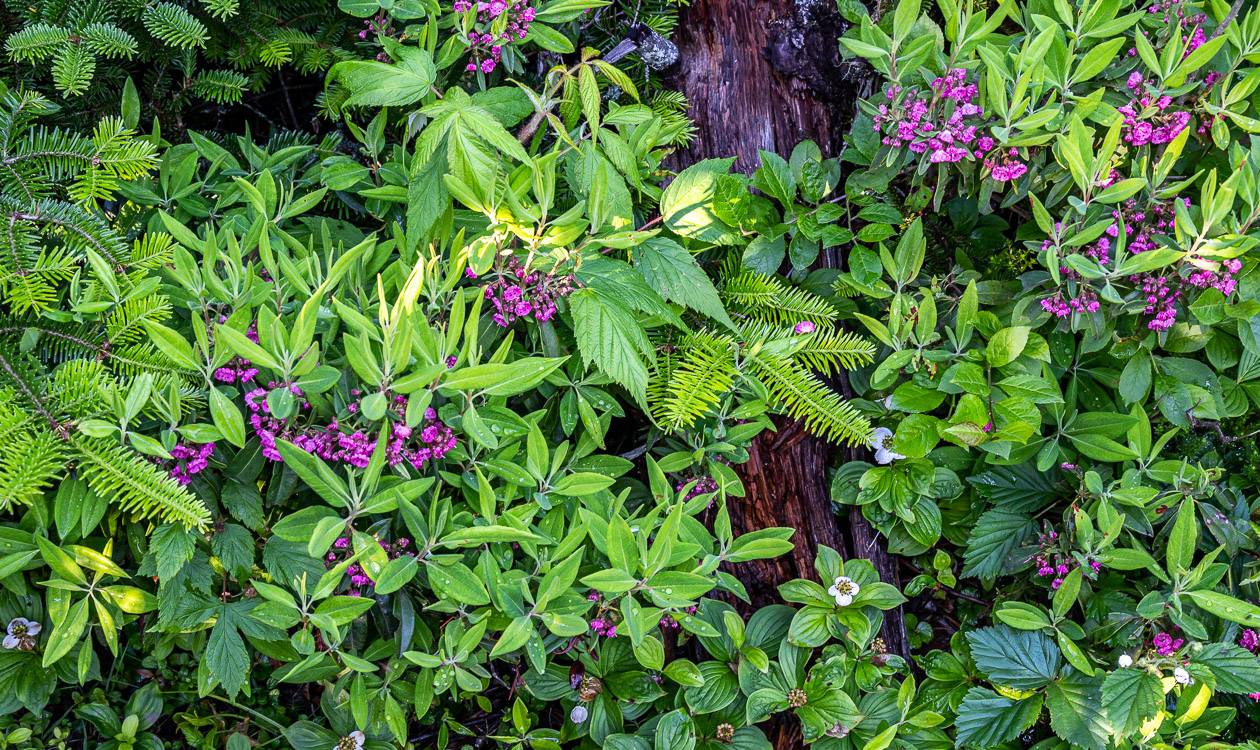 Beautiful textures and colours of plants in the woods