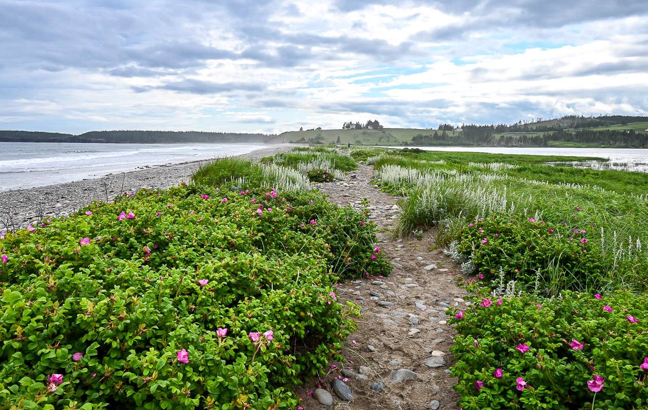 In June enjoy the scent of wild roses