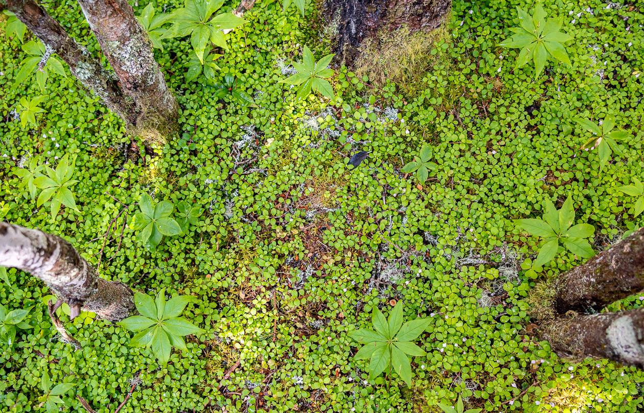 Nature's artwork along the trail