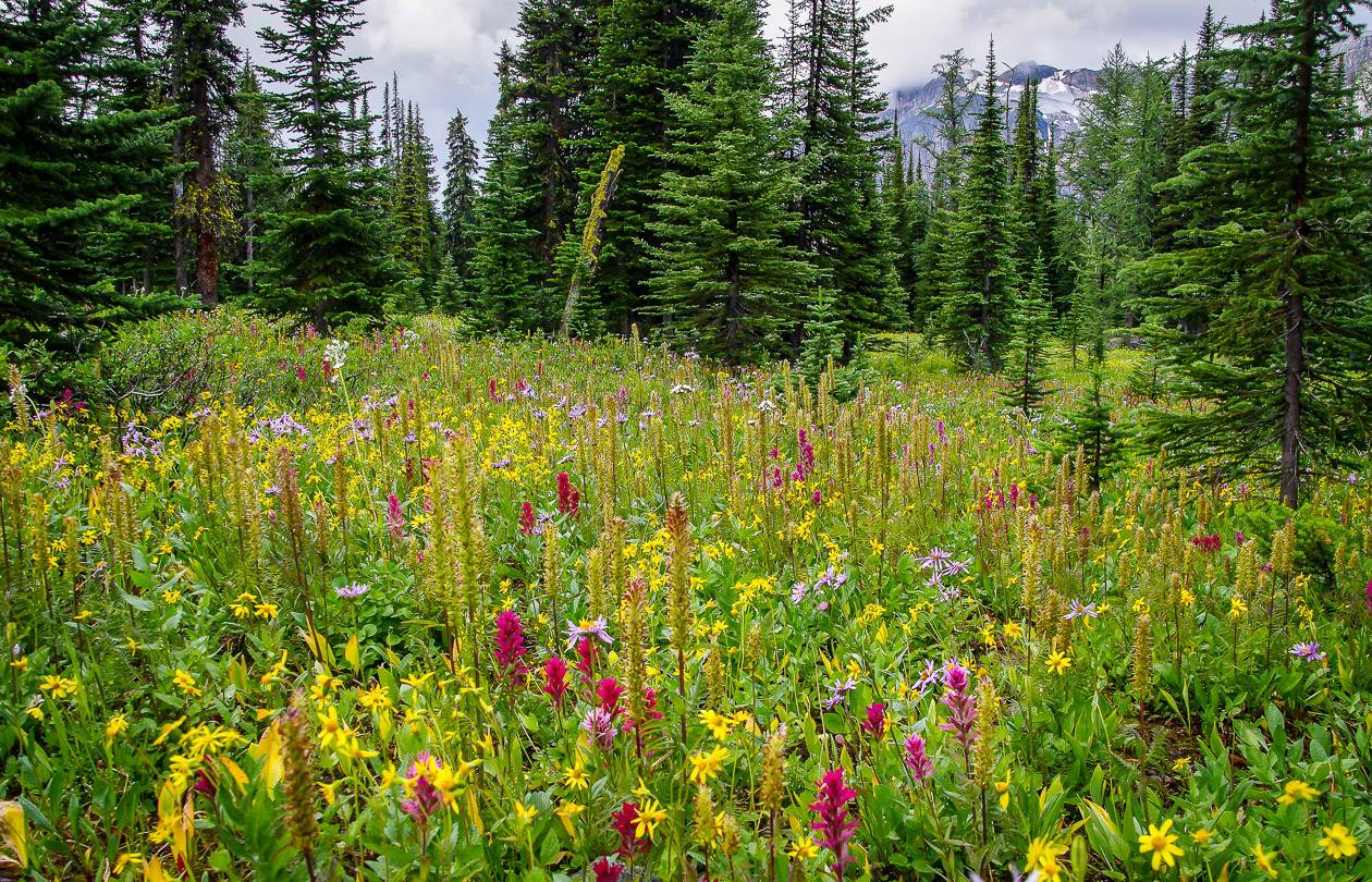 We included a section on mountain wildflower hikes in the new book