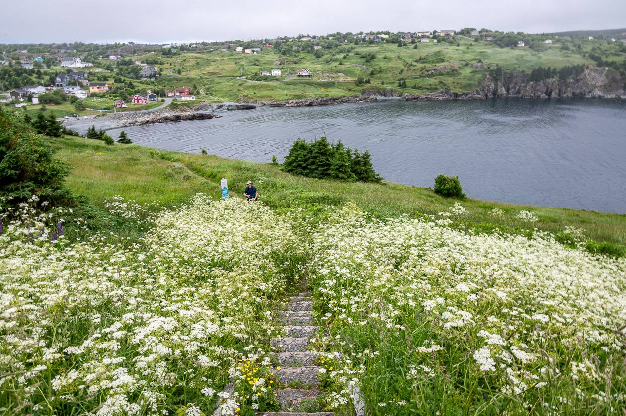 A flowery section on the East Coast Trail - one of the beautiful adventures in Newfoundland