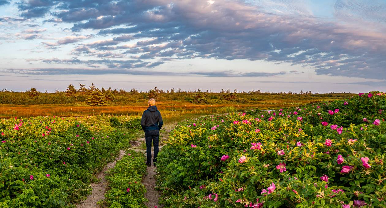 It was wild rose season when we visited Brier Island, Nova Scotia