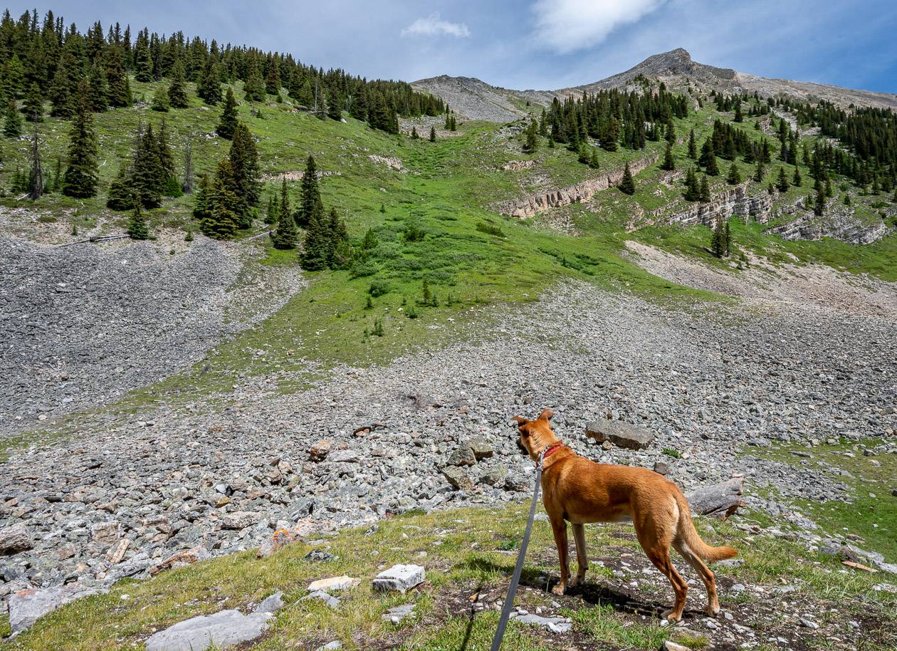 At our lunch spot my dog kept her eyes peeled for marmots