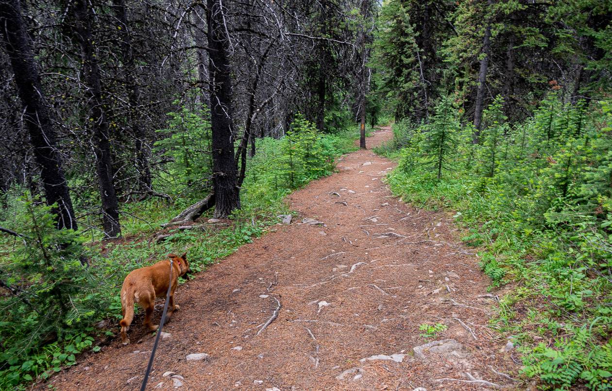 Most of the Cascade Amphitheatre trail looks like this