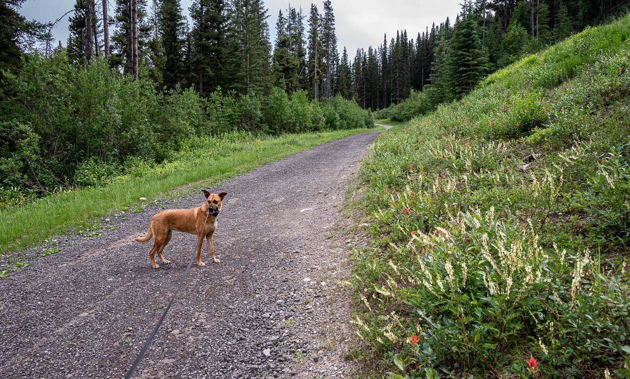 At least there were some pretty wildflowers on the walk back to the Mt. Norquay parking lot