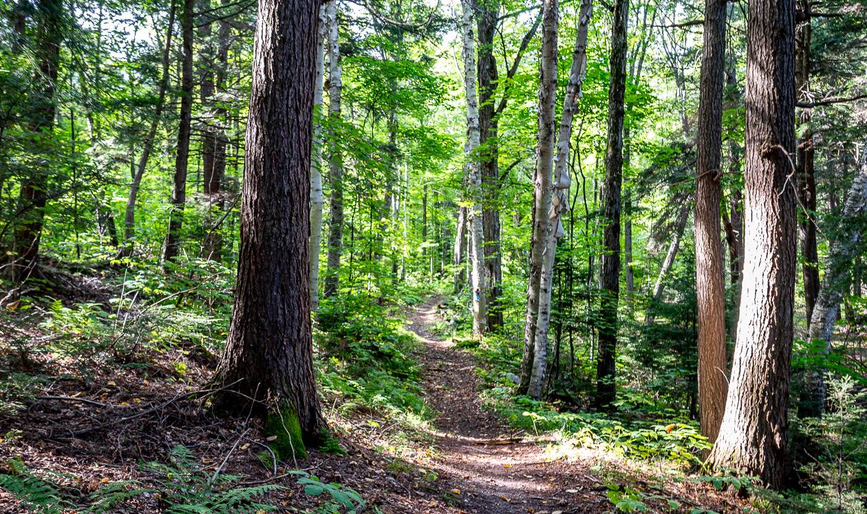 Easy hiking through the forest on the way to the George Lake campground