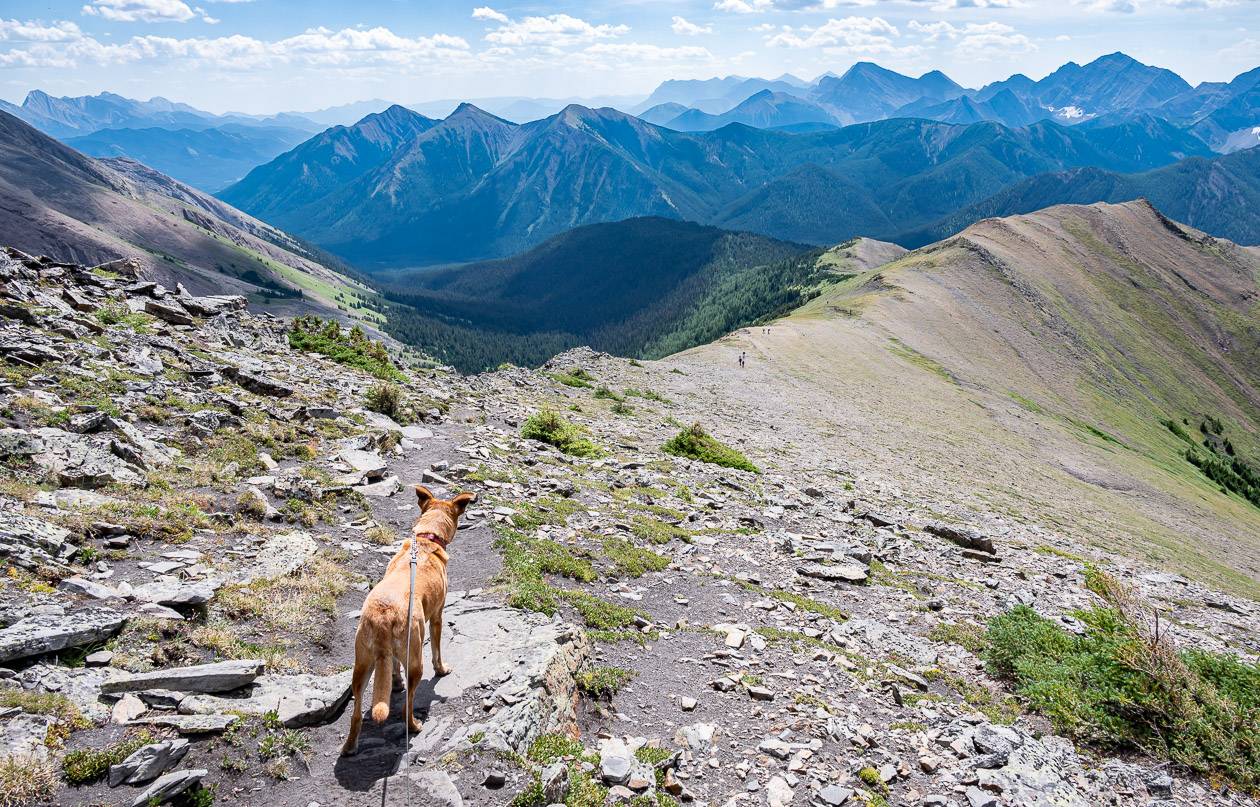 Our dog surveying the route down on the Mount Lipsett hike