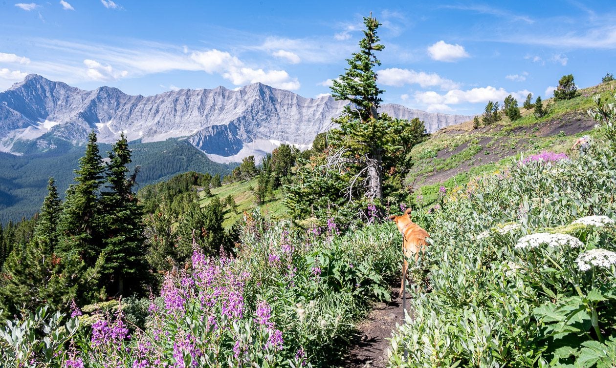 Enjoying a delightful section of hiking about an hour into the hike