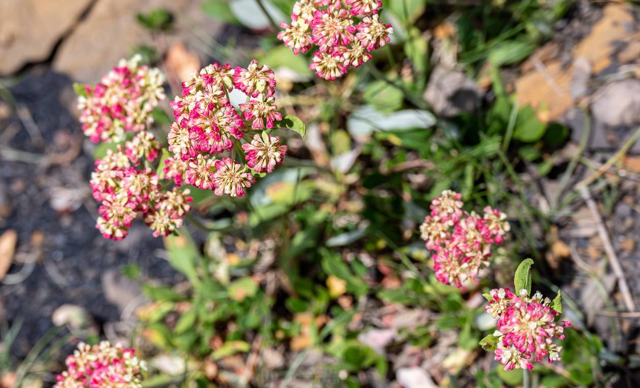 Pretty wildflowers along the trail near the switchback