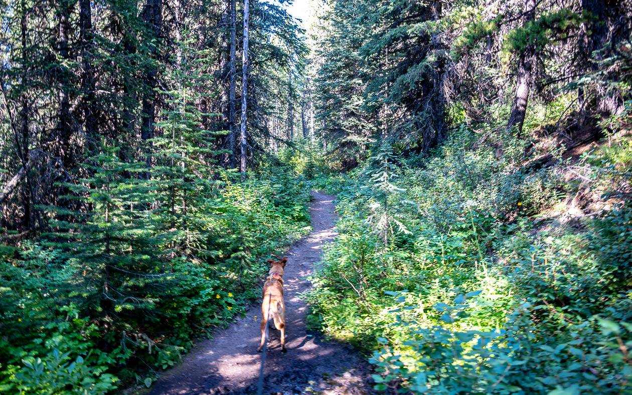 On the wooded, sometimes muddy section of trail