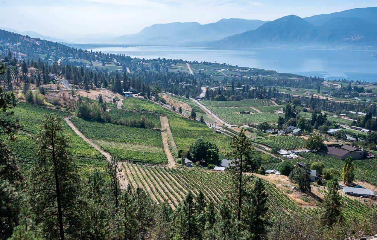 One of the vineyard views you get near Naramata from the Kettle Valley Railway in the Okanagan