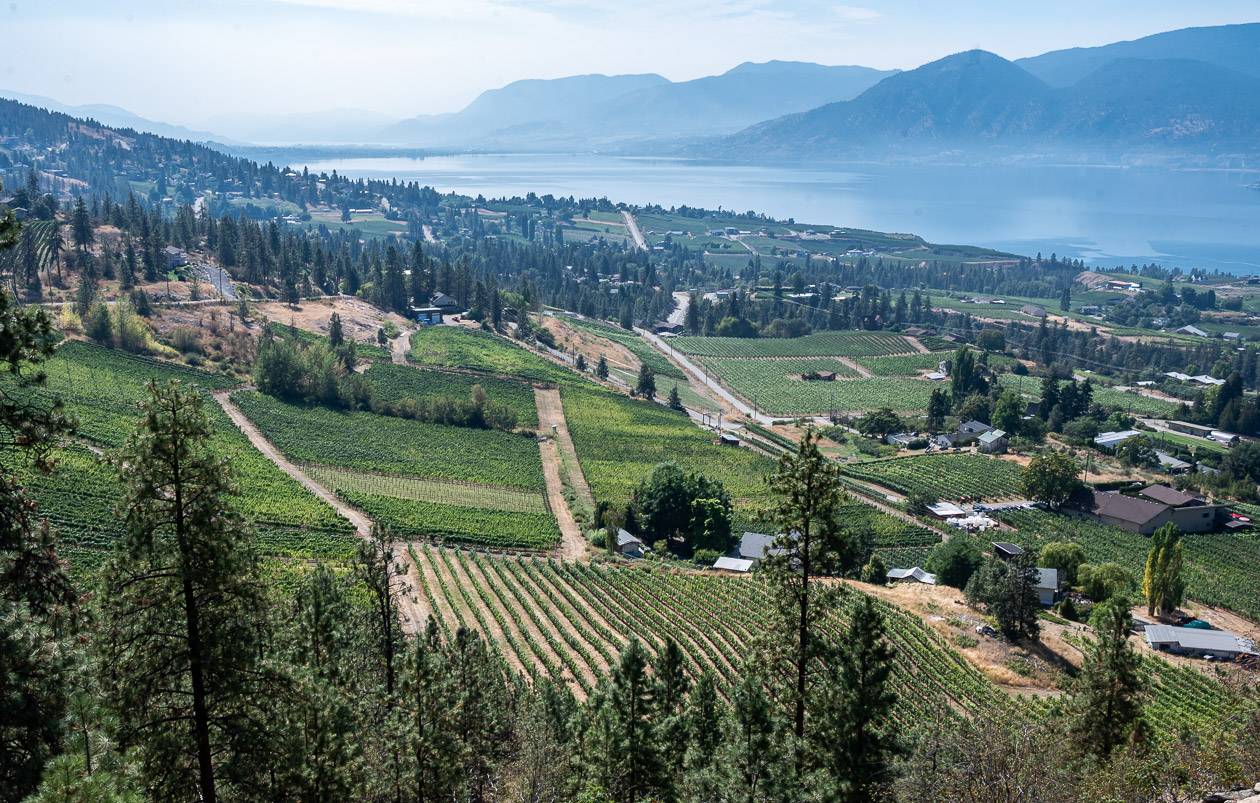 One of the vineyard views you get near Naramata from the Kettle Valley Railway