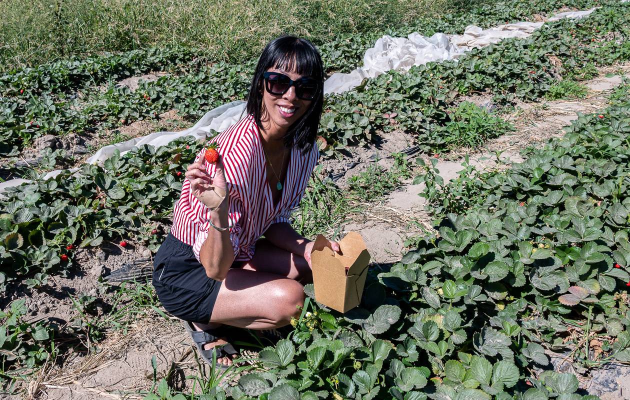 Pick organic strawberries at the end of the farm tour