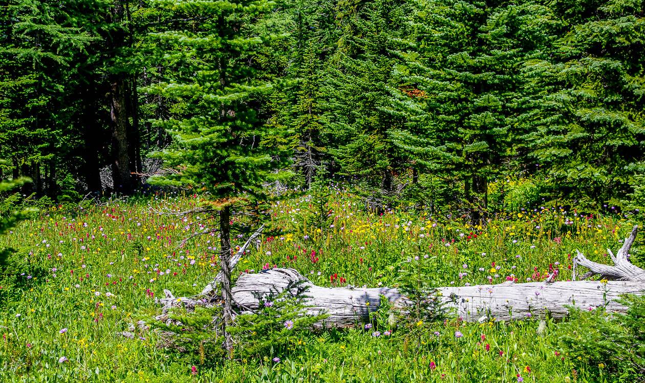 Arnica Lake Trail Hike, Banff National Park