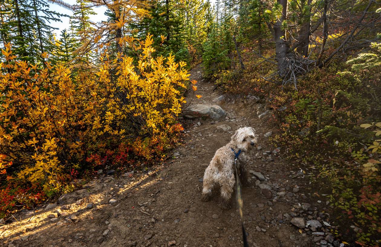 The Arnica Lake Trail is fine for a small dog but it's a narrow one for humans, especially on busy days when you're trying to pass people