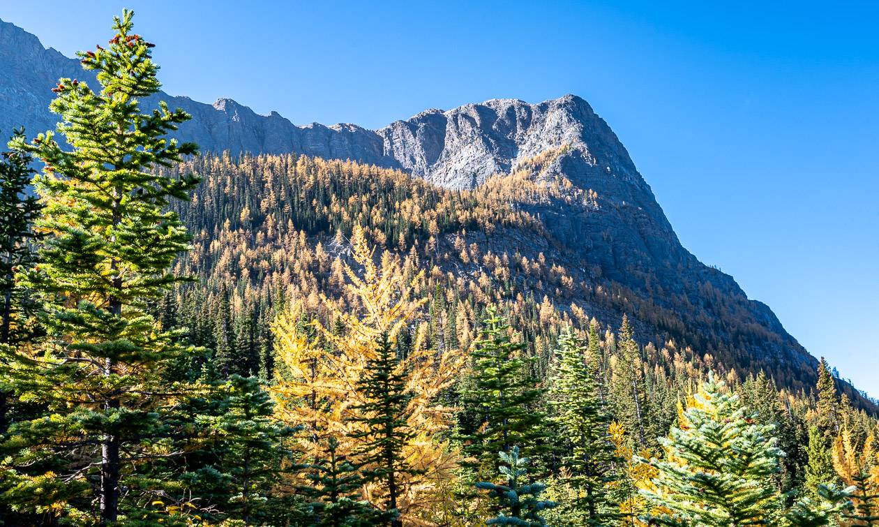 Look up to see masses of larch in all their fall beauty