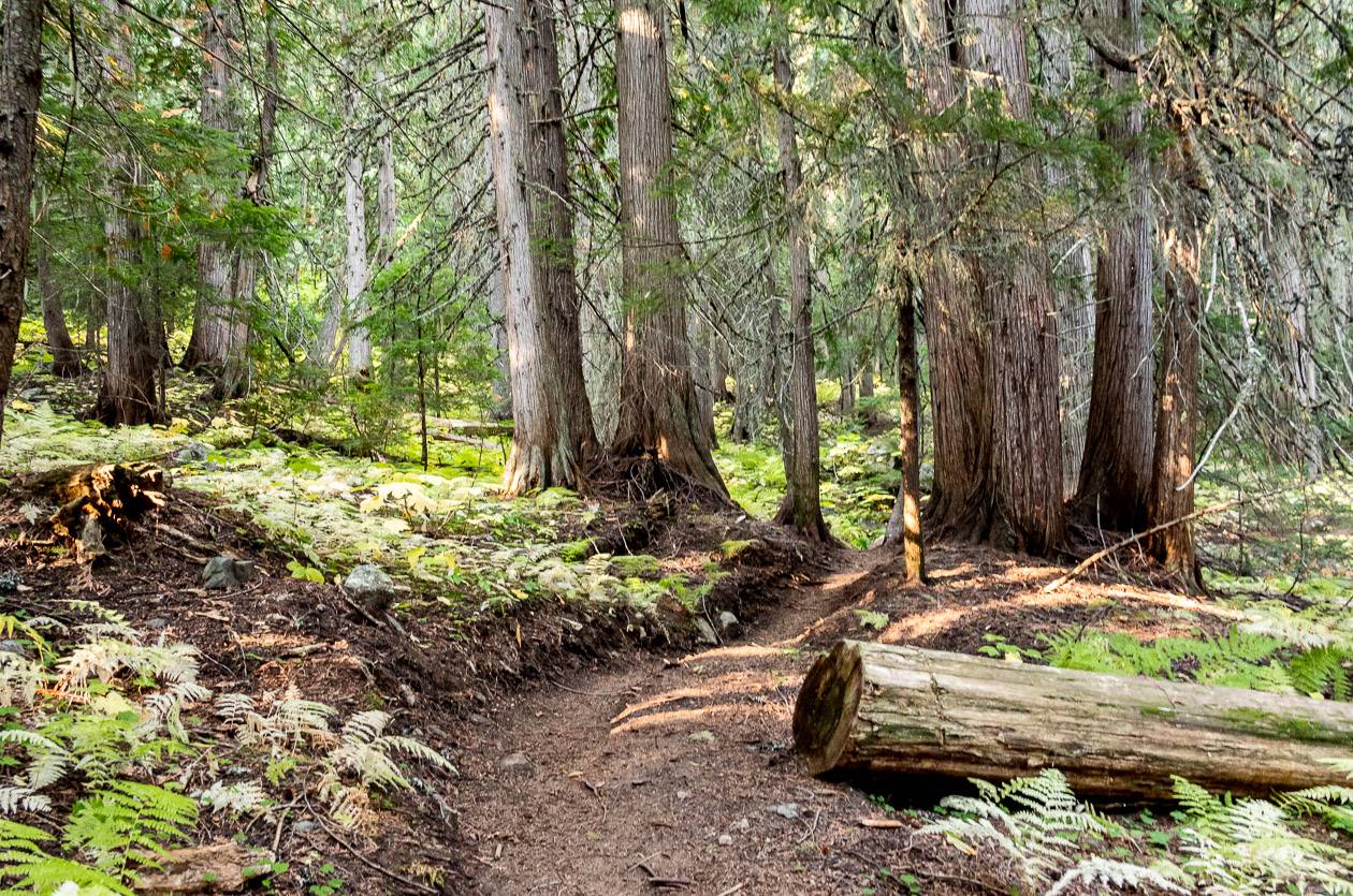 Easy walking initially on the Plewman Trail