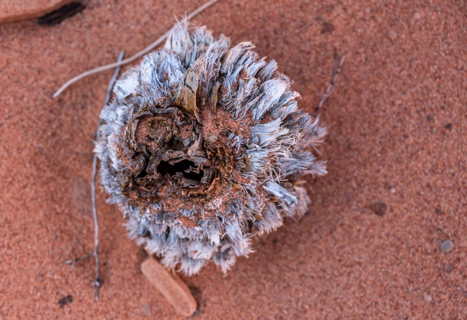 Dried flower head