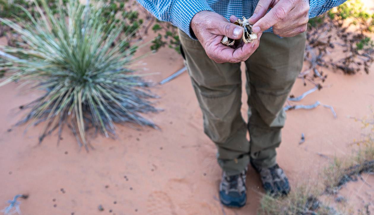 Our guide Shawn Turner explaining what do with the seeds on a yucca 